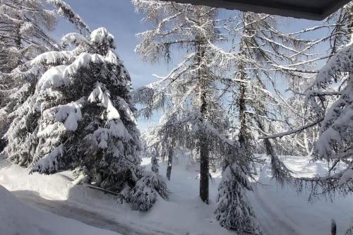 a group of trees covered in snow at Trento, Monte Bondone, casa tipica di montagna in Norge