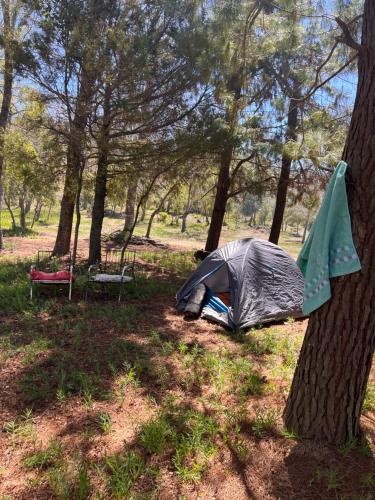 a tent in a field next to a tree at Camping don Zacarías in El Bolsico
