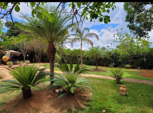 um grupo de palmeiras num parque em Sítio Gran Royalle em Sete Lagoas