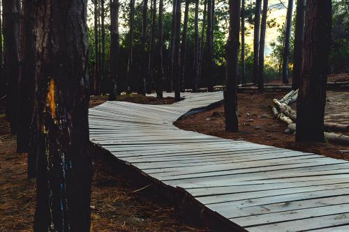 a wooden path through a forest with trees at Loft Increíble Vista y Jacuzzi Gratis, Único - 2A in Navidad