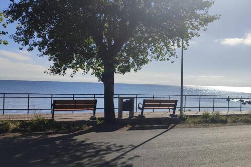 two benches under a tree next to the ocean at Departamento a orillas del lago in Llanquihue