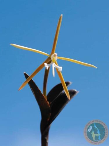 a wooden propeller on top of a blue background at Monte Gocta in Valera