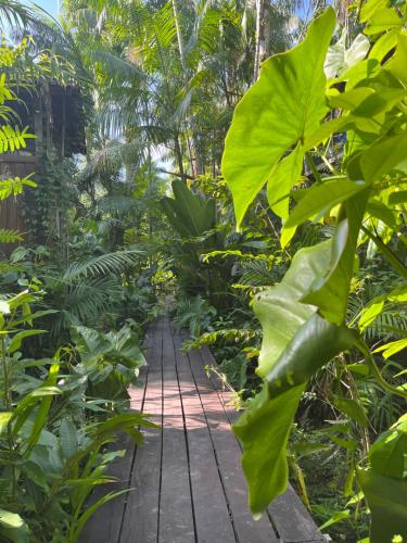 a wooden walkway through a jungle of plants at Olaria River Hostel in Belém