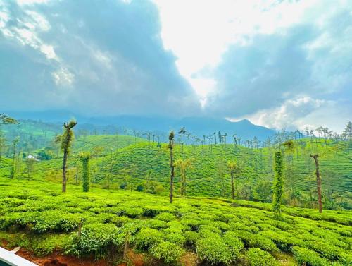 a view of a green field with trees and mountains at THALIMALA BUNGALOW in Vythiri