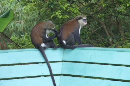 two monkeys sitting on top of a roof at Cabier Ocean Lodge in Crochu