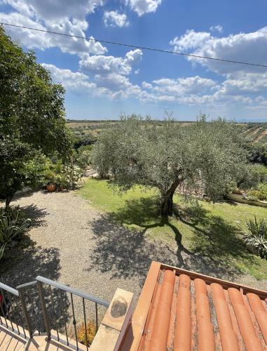 a view of an olive tree from a balcony at Villa Antonella in Pisticci