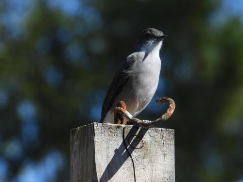 a bird sitting on top of a piece of wood at Linda Cabaña pet friendly a orilla rio y bosque, cerca Termas in Panguipulli