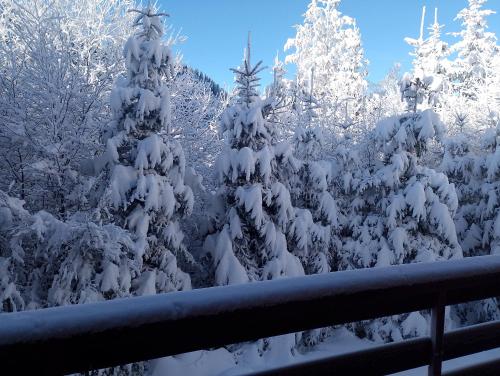 a group of trees covered in snow at Goran in Jahorina