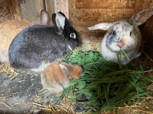 a group of rabbits eating grass in a pen at Bio-Bauernhof Auernig in Obervellach
