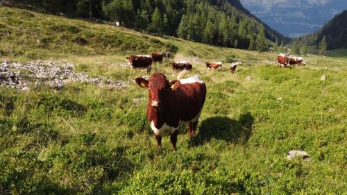 a herd of cows standing in a field of grass at Bio-Bauernhof Auernig in Obervellach