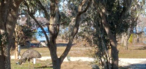 uma avestruz a comer relva num campo com árvores em Rockin B RV 