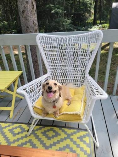 Φωτογραφία από το άλμπουμ του Dog friendly Muskoka. Fun from forest to river. σε Huntsville