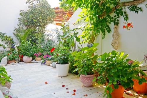 a patio with lots of potted plants on it at Sanoudos in Naxos Chora