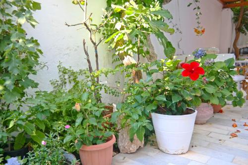 a group of potted plants sitting next to a wall at Sanoudos in Naxos Chora