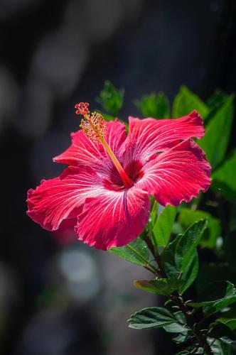 Foto de la galeria de casahibiscus a Fort-de-France