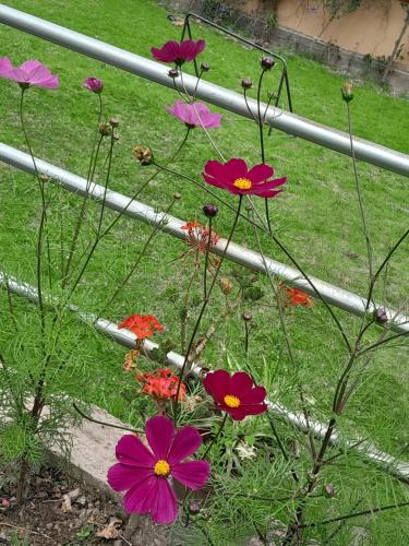 un bouquet de fleurs roses dans un jardin dans l'établissement Veronica lookout Hotel, à Urubamba