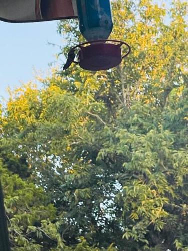 a street light in front of a tree at Bastrop Tiny Disc Golf Retreat in Bastrop