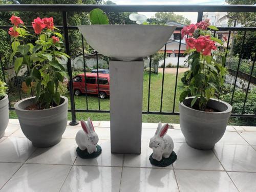three rabbits are sitting in front of a flower pot at Lovely FLowers in Mount Lavinia in Mount Lavinia