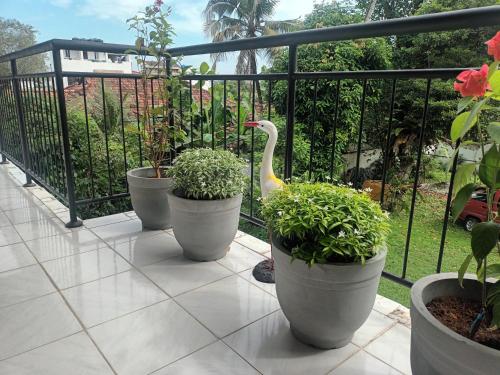 a white swan in a group of plants on a balcony at Lovely FLowers in Mount Lavinia in Mount Lavinia