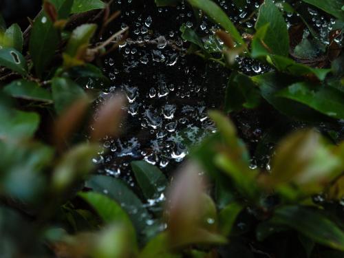 a close up of a tree with water droplets at RITA Izumo Sagiura in Izumo