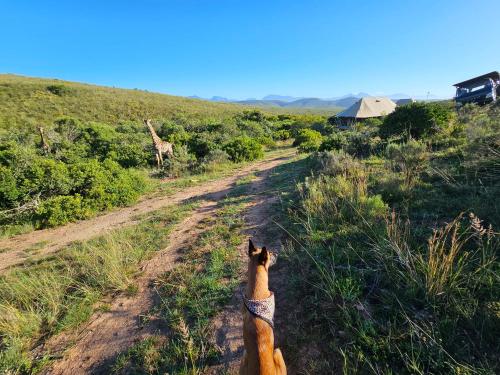 Pies patrzy na polną drogę w obiekcie Garden Route Safari Camp w mieście Mossel Bay