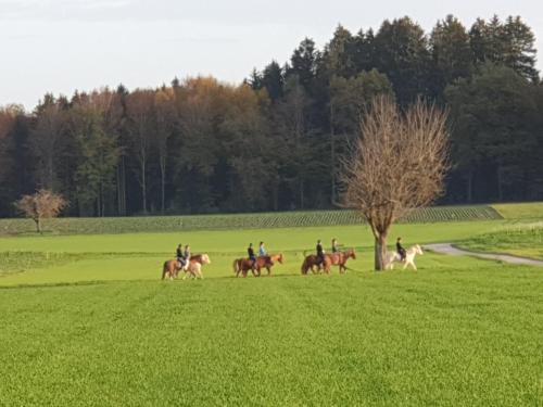 a group of people riding horses in a field at Bed n Bureau Roggwil in Roggwil