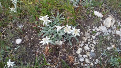 a group of white flowers on the ground at Garni La Majon in Selva di Val Gardena