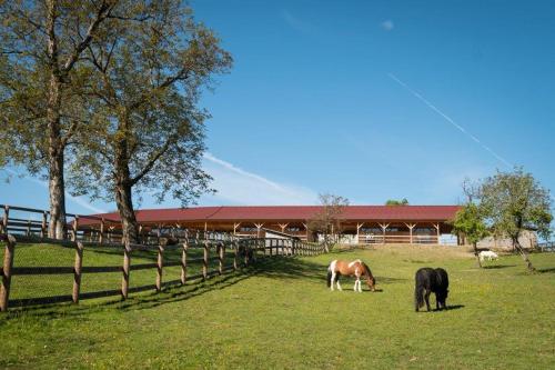 two horses grazing in a field in front of a barn at Esperanzahof in Oberndorf an der Melk