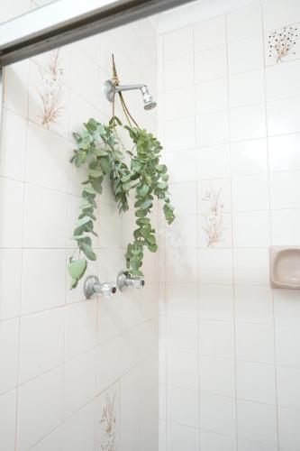 una planta verde en la pared de un baño en The Dahlia en Ciudad del Cabo