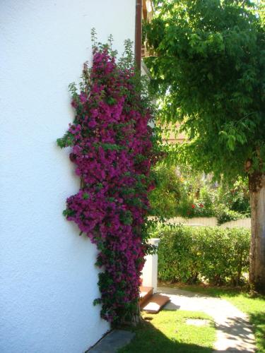 a bunch of purple flowers on the side of a wall at Villetta Cinquale Versilia in Cinquale