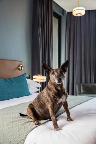 a small brown dog sitting on a bed at Home Suite Hotels Rosebank in Johannesburg