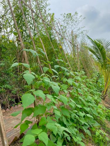 Κήπος έξω από το MEKONG SILT ECOLODGE