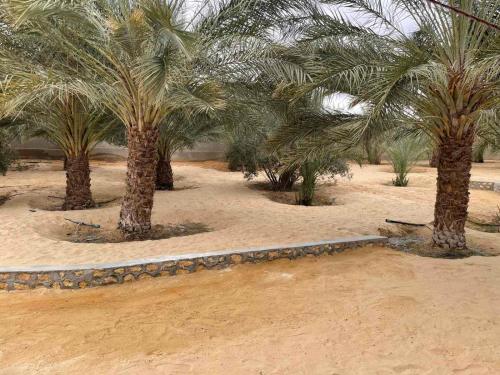 托澤爾的住宿－SANDROSE，沙地里的一群棕榈树
