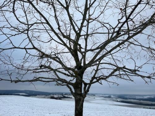 a tree with no leaves in a snow covered field at Eifel-Bau-Traum Schlich in Wershofen