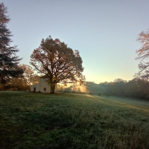 a tree sitting in the middle of a field at Domaine de la Borde in Puy-lʼÉvêque