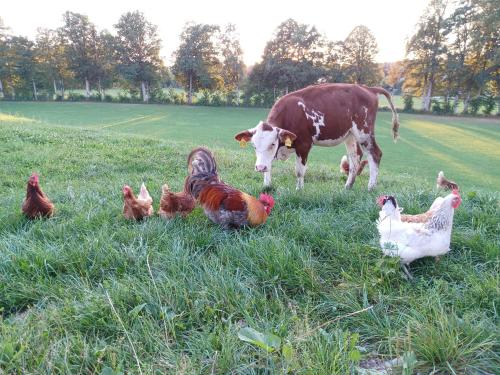 une vache debout à côté d’un groupe de poulets dans un champ dans l'établissement Ferienwohnung Oberlinner, à Miesbach
