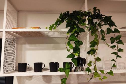a plant sitting on a shelf with black coffee mugs at Good Spot Zieleniec Twin Eco 01 in Duszniki Zdrój