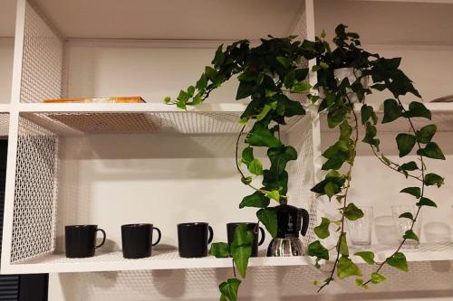 a plant sitting on a shelf with black coffee mugs at Good Spot Zieleniec Twin Eco 02 in Duszniki Zdrój