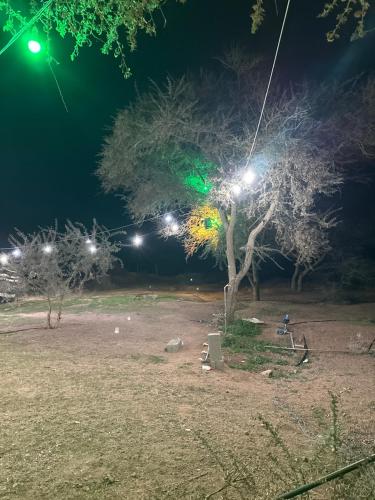a park at night with a tree and lights at صحاء in Al Khuraymī