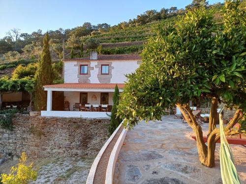 una casa en un viñedo con un árbol en primer plano en Country house Quinta da Salgueira, en Alijó