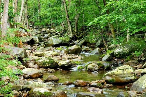 a stream of water with rocks in a forest at Zen River Retreat in Stanardsville