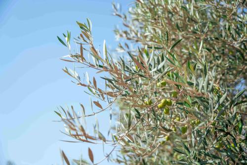 a tree with a bunch of green leaves on it at Agroturisme Son Barceló Mas in Campos