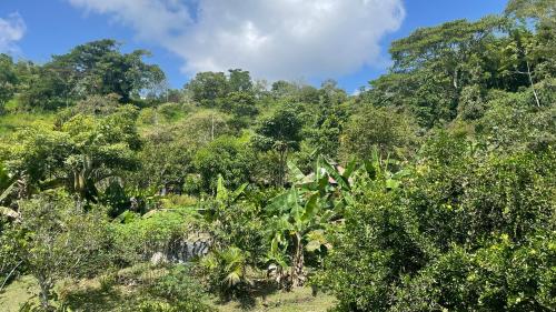 un bosque lleno de árboles y arbustos en TROPICAL BIOHOSTEL, en Nocaima