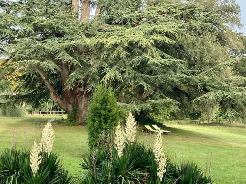 un árbol en un campo con flores delante en Château La Bainerie, en Tiercé