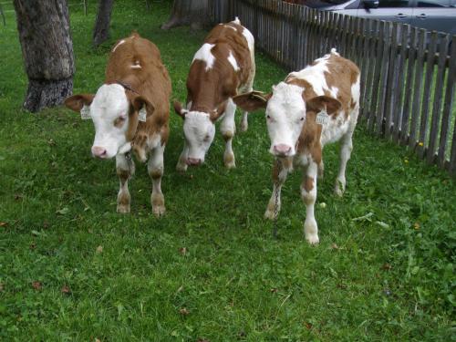 trois vaches brunes et blanches marchant dans l'herbe dans l'établissement Weifer Biobauernhof, à Prägraten am Großvenediger