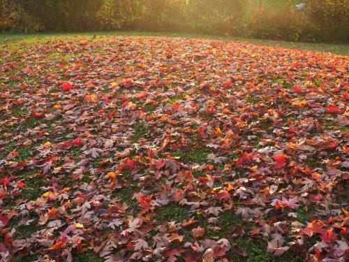 a field full of leaves on the ground at Casa Tara in Döbriach
