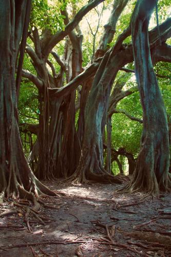 a group of trees with many branches and roots at Isla Fuerte Eco House in Isla Fuerte