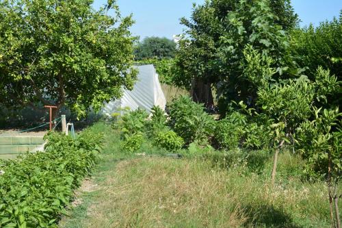 a garden with trees and a house in the background at Yavuzhan Hotel in Side