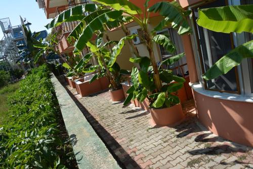 a row of potted plants in front of a building at Yavuzhan Hotel in Side