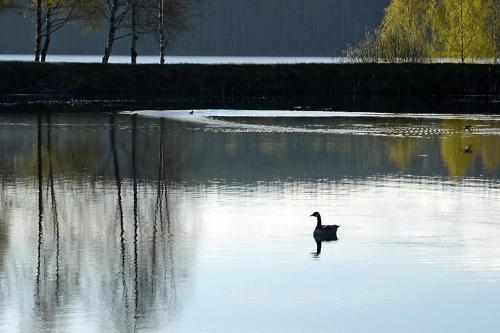 a duck swimming in a body of water at Sju Sjöar in Hyltenäs